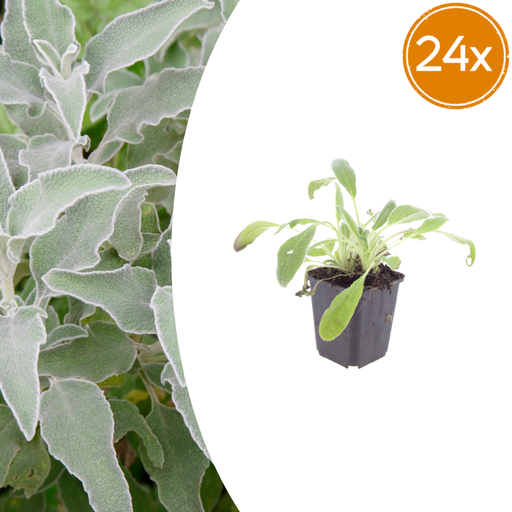"Wollziest 24er-Set (Stachys byzantina) – winterharte Bodendecker-Staude, Topf-Ø 9 cm, Höhe ca. 25 cm image"