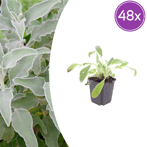 "Wollziest 48er-Set (Stachys byzantina) – winterharte Bodendecker-Staude, Topf-Ø 9 cm, Höhe ca. 25 cm image"