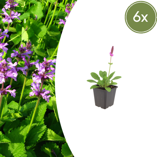 "Wollziest 'Hummelo' 6er-Set (Stachys byzantina) – winterharte Staude, Topf-Ø 9 cm, Höhe ca. 25 cm image"