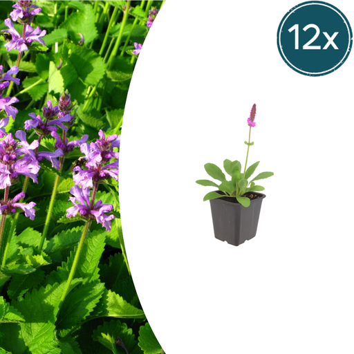 "Wollziest 'Hummelo' 12er-Set (Stachys byzantina) – winterharte Bodendeckerstaude, Topf-Ø 9 cm, Höhe ca. 25 cm image"