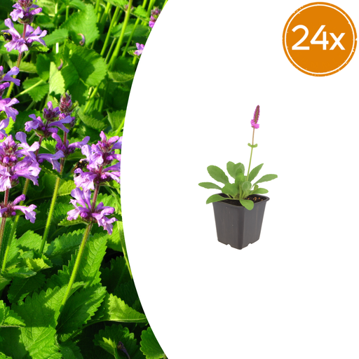 "24x Stachys monieri 'Hummelo' - ↕10-25cm - Ø9cm image"