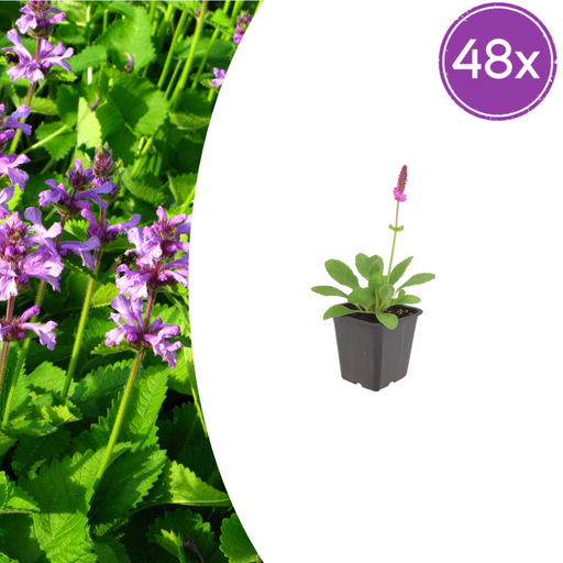 "Wollziest 'Hummelo' 48er-Set (Stachys byzantina) – winterharte Bodendeckerstaude, Topf-Ø 9 cm, Höhe ca. 25 cm image"