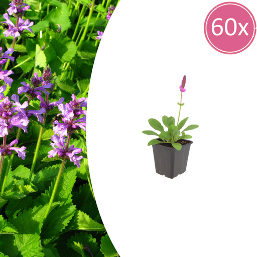 "Wollziest 'Hummelo' 60er-Set (Stachys byzantina) – winterharte Bodendeckerstaude, Topf-Ø 9 cm, Höhe ca. 25 cm image"