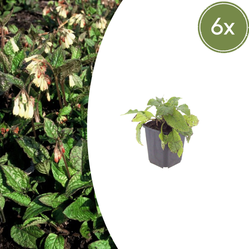 "Kaukasus-Beinwell 6er-Set (Symphytum grandiflorum) – winterharte Bodendecker-Staude, Topf-Ø 9 cm, Höhe ca. 25 cm image"