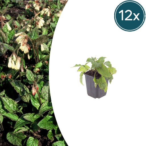 "Kaukasus-Beinwell 12er-Set (Symphytum grandiflorum) – winterharte Staude, Topf-Ø 9 cm, Höhe ca. 25 cm image"