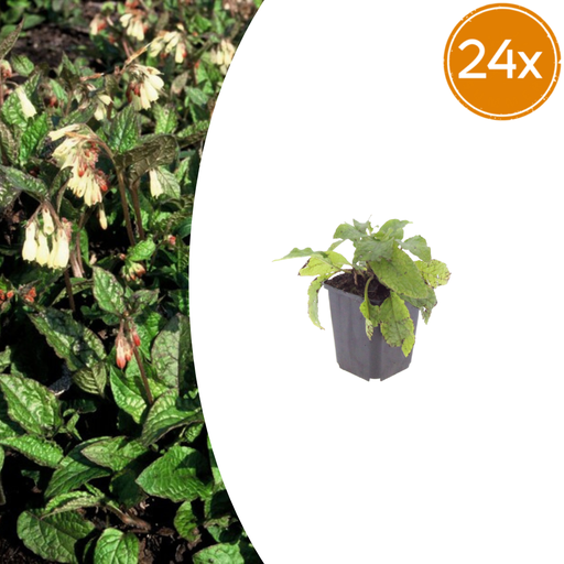 "24x Symphytum grandiflorum - ↕10-25cm - Ø9cm image"