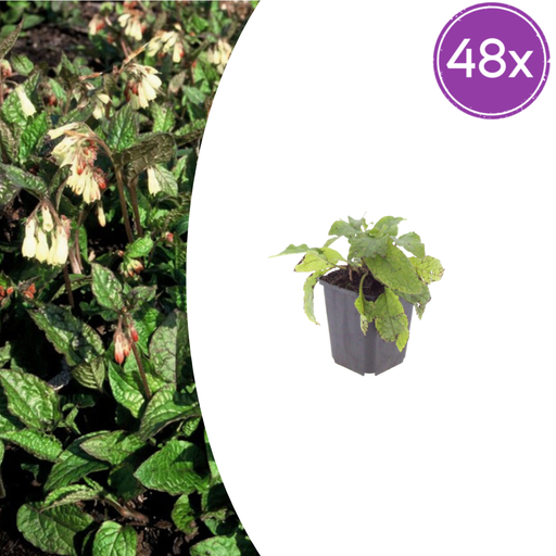 "48x Symphytum grandiflorum - ↕10-25cm - Ø9cm image"