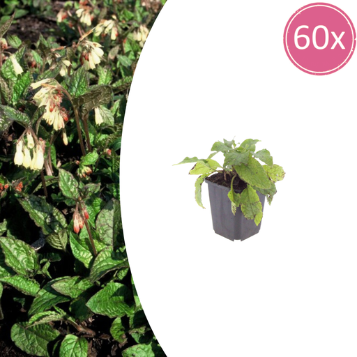 "Kaukasus-Beinwell 60er-Set (Symphytum grandiflorum) – winterharte Staude, Topf-Ø 9 cm, Höhe ca. 25 cm image"