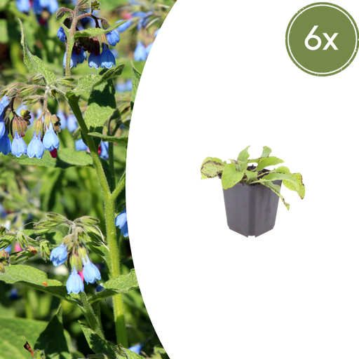 "6x Symphytum grand. 'Wisley Blau' - ↕10-25cm - Ø9cm image"