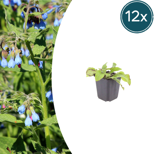 "12x Symphytum grand. 'Wisley Blau' - ↕10-25cm - Ø9cm image"