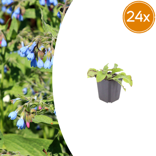 "24x Symphytum grand. 'Wisley Blau' - ↕10-25cm - Ø9cm image"