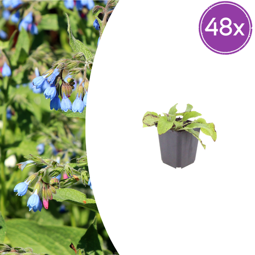 "48x Symphytum grand. 'Wisley Blau' - ↕10-25cm - Ø9cm image"