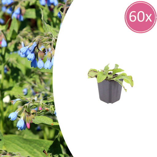 "Echter Beinwell 'Wisley Blue' 60er-Set (Symphytum officinale) – winterharte Heil- und Zierpflanze, Topf-Ø 9 cm, Höhe ca. 25 cm image"