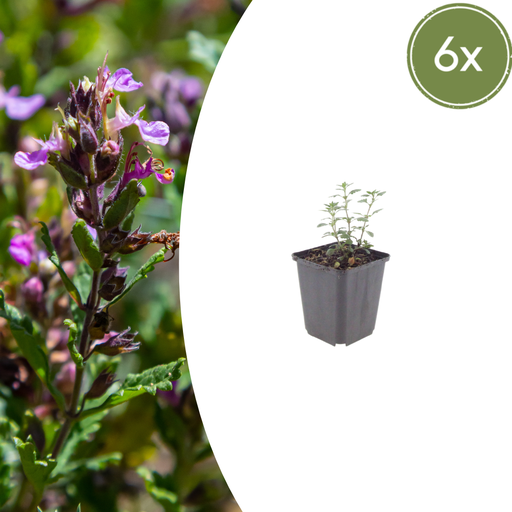 "Garten-Gamander 6er-Set (Teucrium lucidrys) – winterharte Staude, Topf-Ø 9 cm, Höhe ca. 25 cm image"