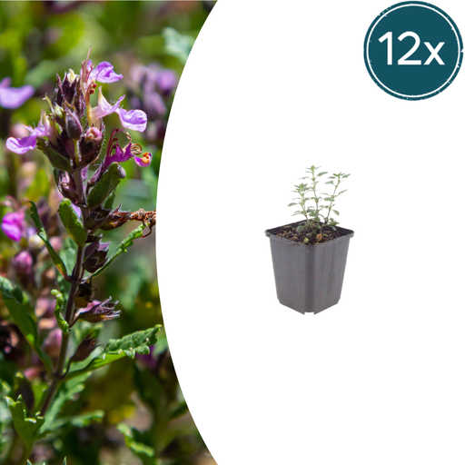 "12x Teucrium lucidrys - ↕10-25cm - Ø9cm image"