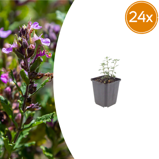 "24x Teucrium lucidrys - ↕10-25cm - Ø9cm image"