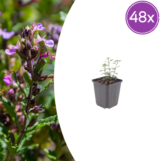 "Garten-Gamander 48er-Set (Teucrium lucidrys) – winterharte Staude, Topf-Ø 9 cm, Höhe ca. 25 cm image"