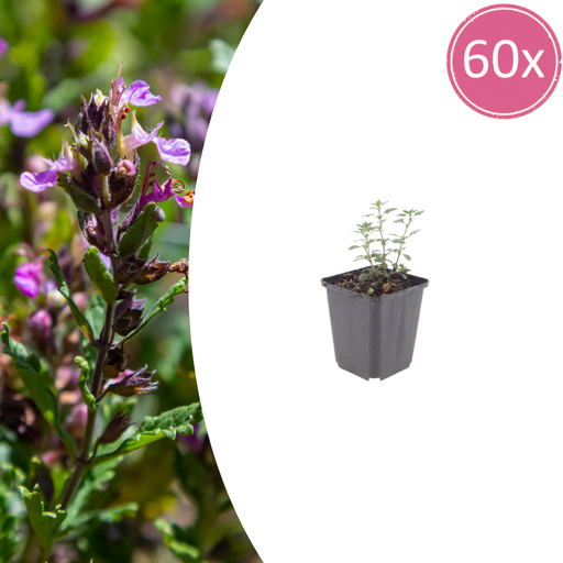 "Garten-Gamander 60er-Set (Teucrium lucidrys) – winterharte Staude, Topf-Ø 9 cm, Höhe ca. 25 cm image"