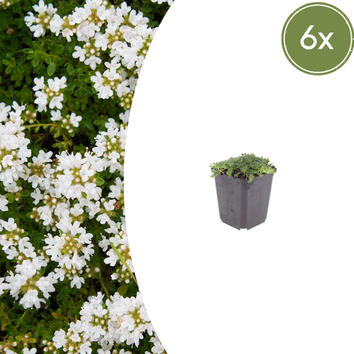 "6x Thymus praecox 'Albiflorus' - ↕10-25cm - Ø9cm image"