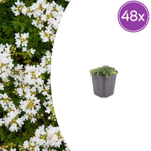 "48x Thymus praecox 'Albiflorus' - ↕10-25cm - Ø9cm image"