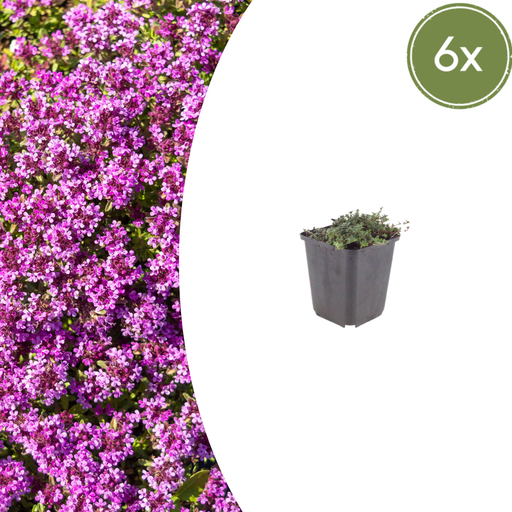 "Polster-Thymian 'Coccineus' 6er-Set (Thymus praecox) – winterharte Staude, Topf-Ø 9 cm, Höhe ca. 25 cm image"