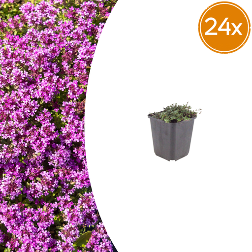 "24x Thymus praecox 'Coccineus' - ↕10-25cm - Ø9cm image"