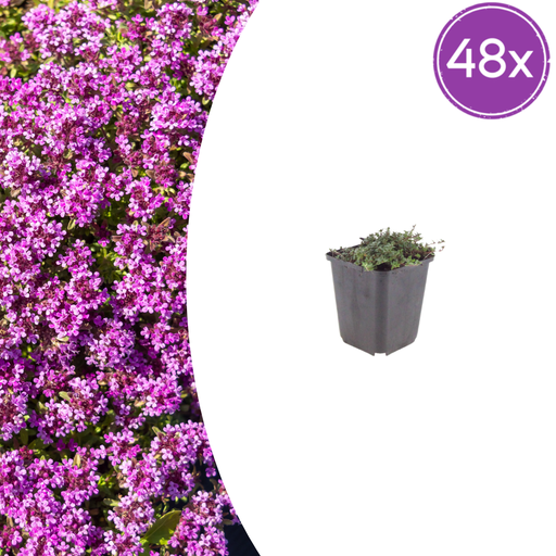"48x Thymus praecox 'Coccineus' - ↕10-25cm - Ø9cm image"
