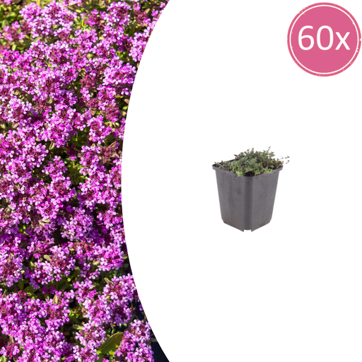 "60x Thymus praecox 'Coccineus' - ↕10-25cm - Ø9cm image"