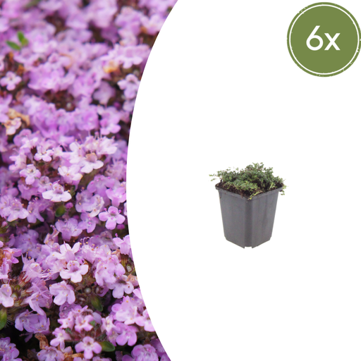 "Polster-Thymian 'Purple Beauty' 6er-Set (Thymus praecox) – winterharte Staude, Topf-Ø 9 cm, Höhe ca. 25 cm image"