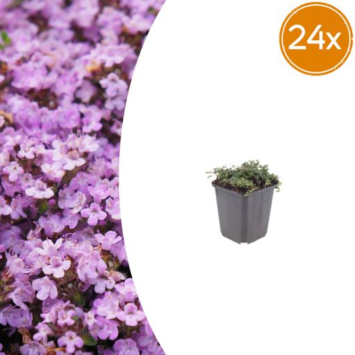"24x Thymus praecox 'Purple Beauty' - ↕10-25cm - Ø9cm image"