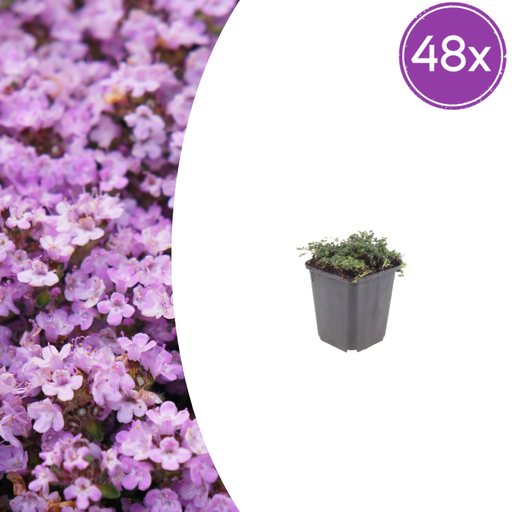 "48x Thymus praecox 'Purple Beauty' - ↕10-25cm - Ø9cm image"