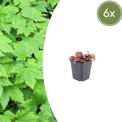 "6x Tiarella cordifolia - ↕10-25cm - Ø9cm image"