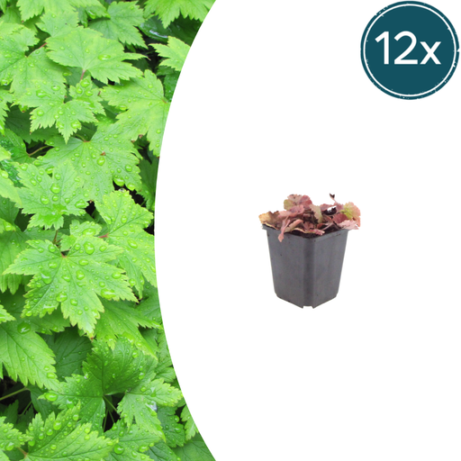 "Herzblättrige Schaumblüte 12er-Set (Tiarella cordifolia) – winterharte Staude, Topf-Ø 9 cm, Höhe ca. 25 cm image"
