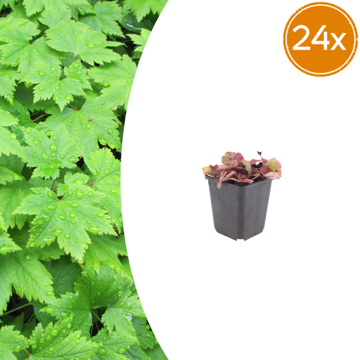 "Herzblättrige Schaumblüte 24er-Set (Tiarella cordifolia) – winterharte Staude, Topf-Ø 9 cm, Höhe ca. 25 cm image"