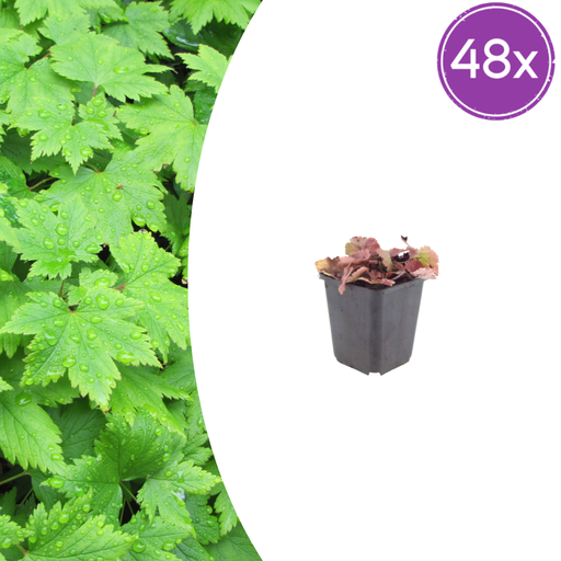 "Herzblättrige Schaumblüte 48er-Set (Tiarella cordifolia) – winterharte Staude, Topf-Ø 9 cm, Höhe ca. 25 cm image"