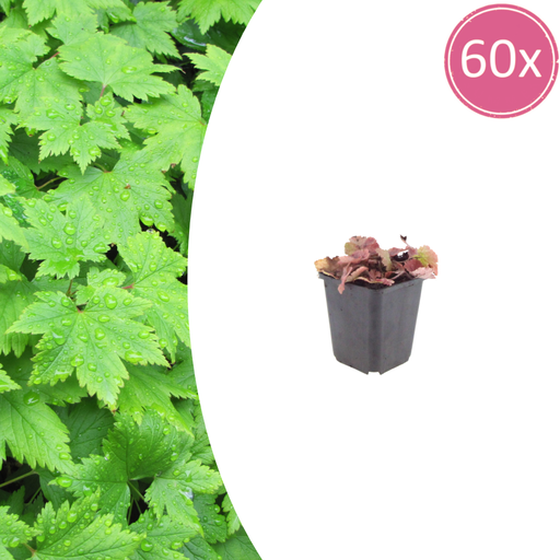 "Herzblättrige Schaumblüte 60er-Set (Tiarella cordifolia) – winterharte Staude, Topf-Ø 9 cm, Höhe ca. 25 cm image"