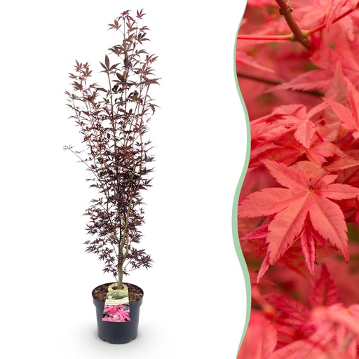 "Gartenpflanze - Acer palmatum Atropurpureum - Japanischer Ahorn - Laubabwerfend - Lila - 1 - Topf 26cm - Höhe 90cm image"