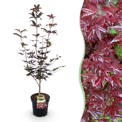 "Roter Fächerahorn (Acer palmatum) – winterharter Zierstrauch, Höhe ca. 26 cm image"