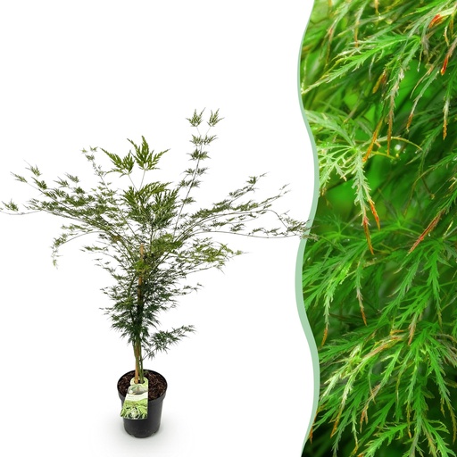 "Fächerahorn (Acer palmatum) – winterharter Zierbaum, Höhe ca. 26 cm image"