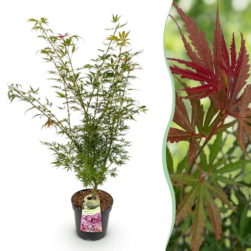 "Fächerahorn (Acer palmatum) – winterharter Zierbaum, Höhe ca. 26 cm image"