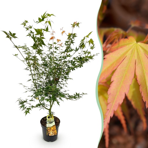 "Fächerahorn (Acer palmatum) – winterharter Zierstrauch, Höhe ca. 26 cm image"