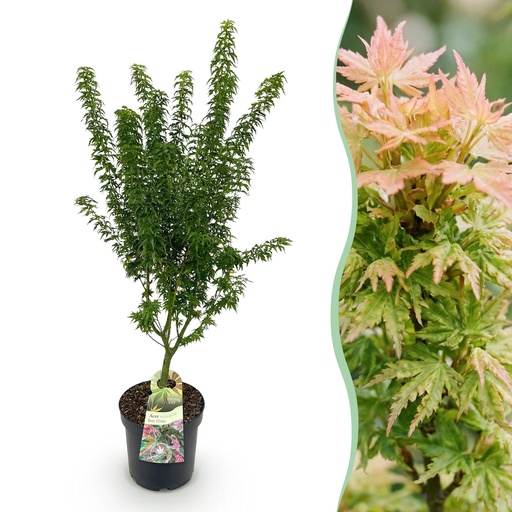 "Fächerahorn (Acer palmatum) – winterhartes Ziergehölz, Höhe ca. 26 cm image"