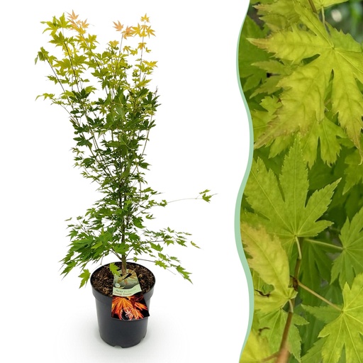 "Gartenpflanze - Acer palmatum Orange Dream - Japanischer Ahorn - Laubabwerfend - Orange - 1 - Topf 26cm - Höhe 90cm image"