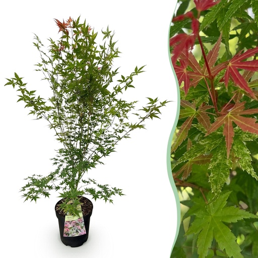 "Fächerahorn (Acer palmatum) – winterharter Zierstrauch, Höhe ca. 26 cm image"