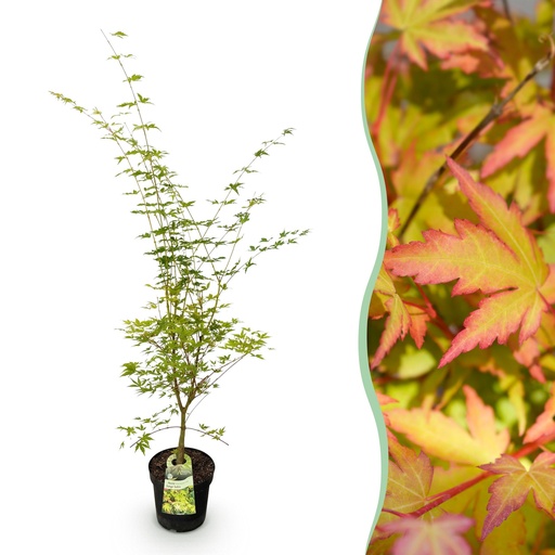 "Gartenpflanze - Acer palmatum Sangokaku - Japanischer Ahorn - Laubabwerfend - Grün - 1 - Topf 26cm - Höhe 90cm image"