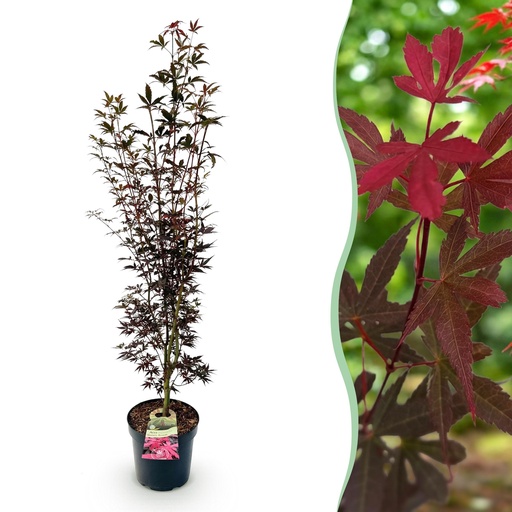 "Fächer-Ahorn (Acer palmatum) – winterhartes Ziergehölz, Höhe ca. 26 cm image"