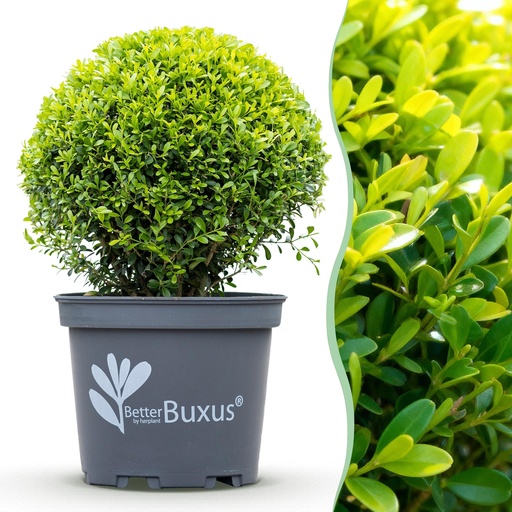 "Buxus Kugel - BetterBuxus Skylight - Resistent gegen Buxusmehltau - 1 Pflanze - Topf 26cm Kugel 30cm image"