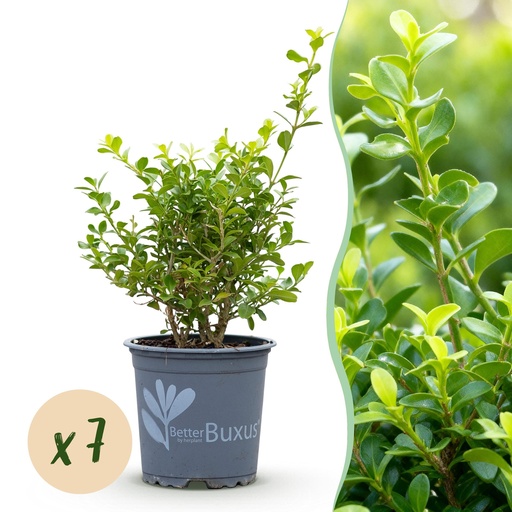 "Buxus Hecke - BetterBuxus Babylon Beauty - Resistent gegen die Buxuskrankheit - 7 Pflanzen - 1 laufender Meter - Topf 10,5cm Höhe 25-30 image"