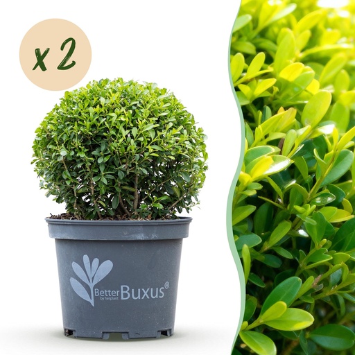 "Buxus Kugel - BetterBuxus Skylight - Resistenz gegen den Buxus-Schimmel - 2 Pflanzen - Topf 23cm Kugel 25cm image"