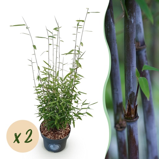 "Gräser - Fargesia nitida Black Dragon - Bambus - Nicht Wuchernd - Grün - 2 Pflanzen - Topf 23 cm - Höhe 80 cm image"